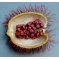 Tio Pablo Mexican Annatto Seeds. 40gm.